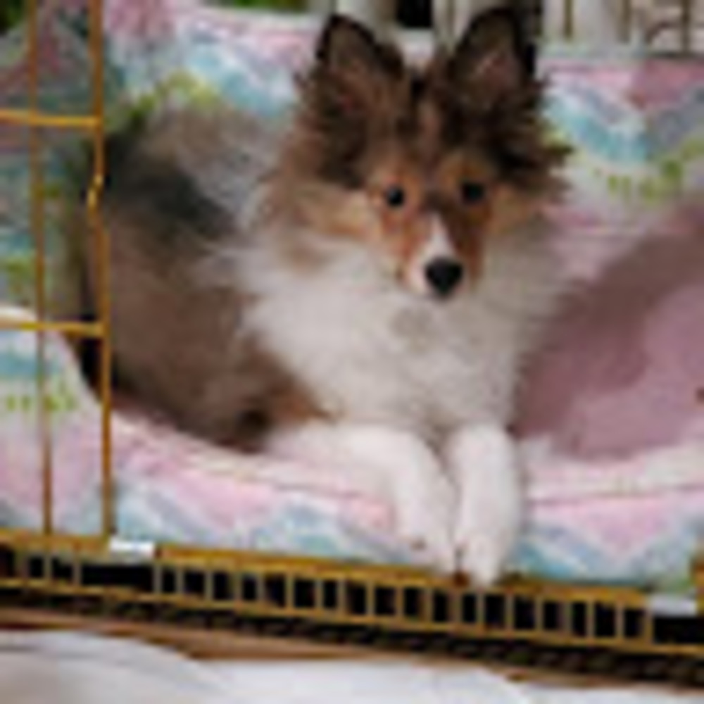 Meet your Posher, Bella